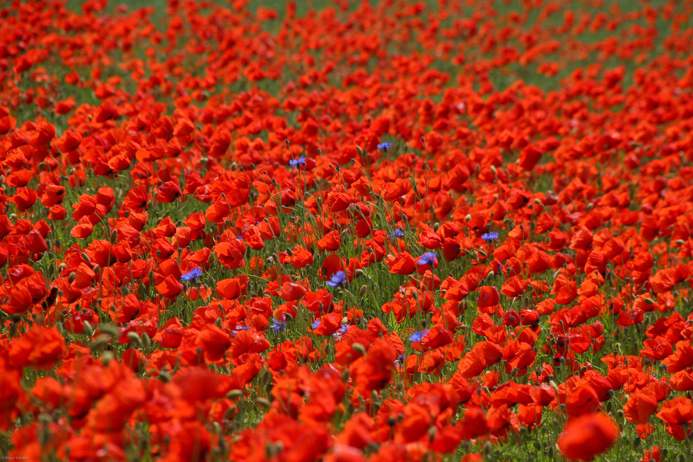 Oberpfälzer Mohn - 1