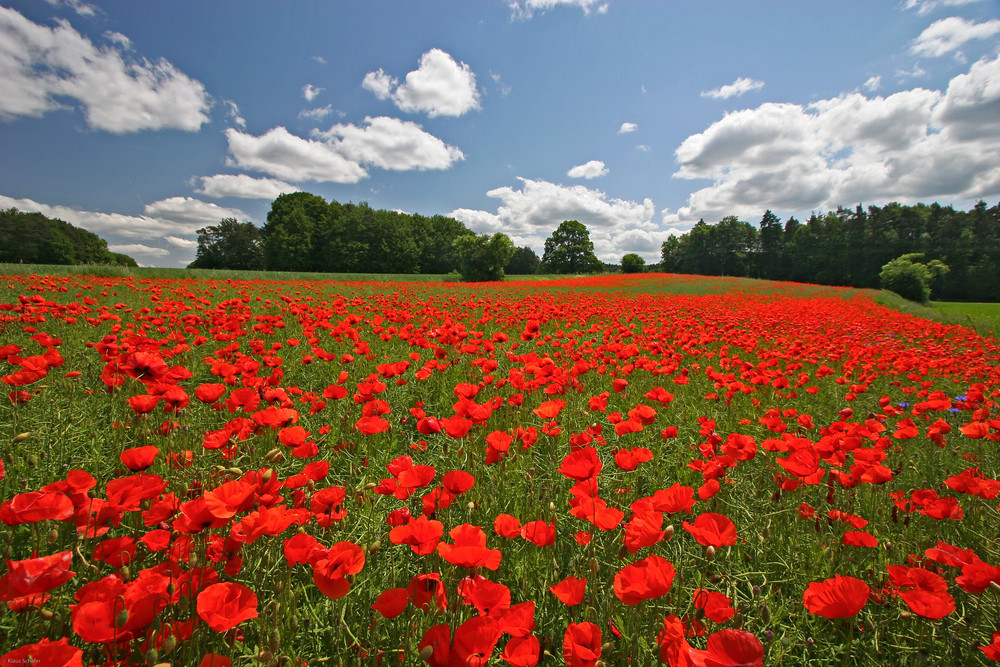 Oberpfälzer Mohn - 6