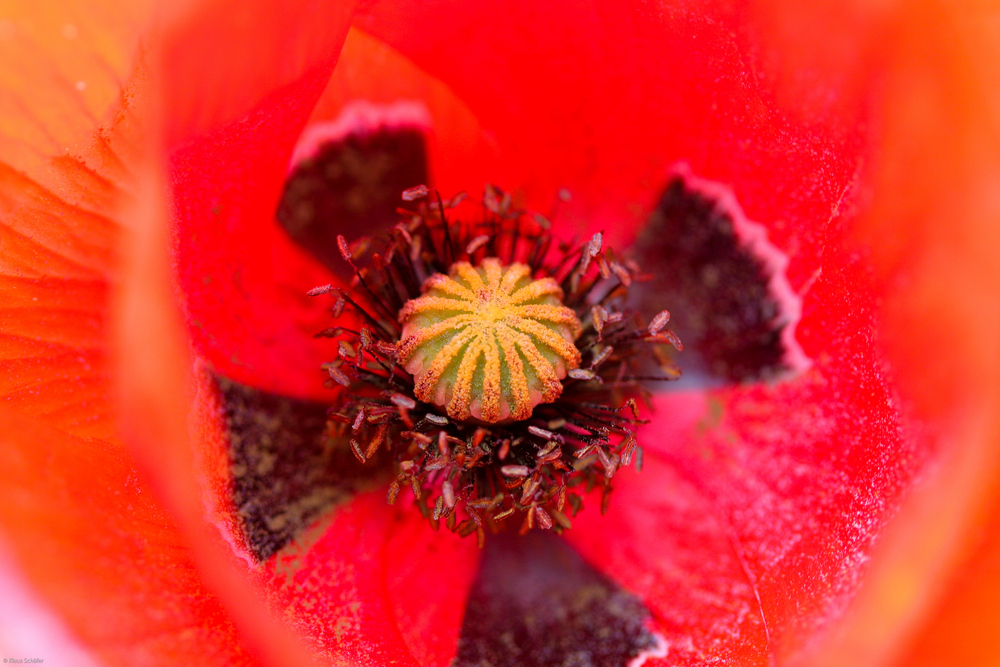 Oberpfälzer Mohn - 7