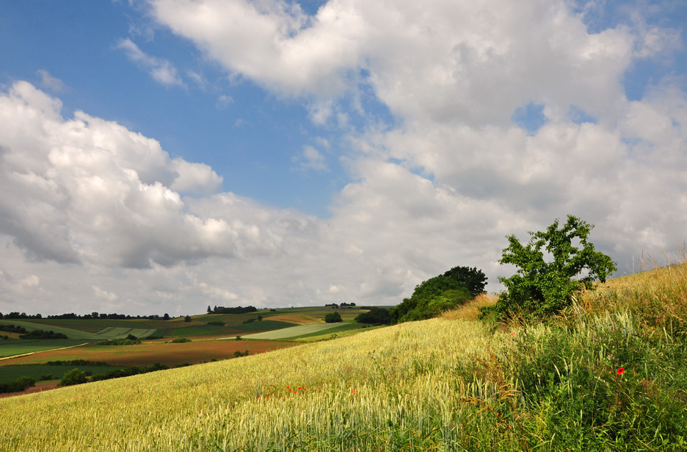 Oberpfälzer Sommer...