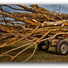 Oberreichenbach woodcart