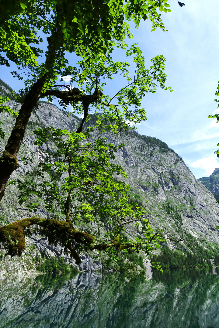 Obersee (3)