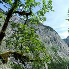 Obersee (3)