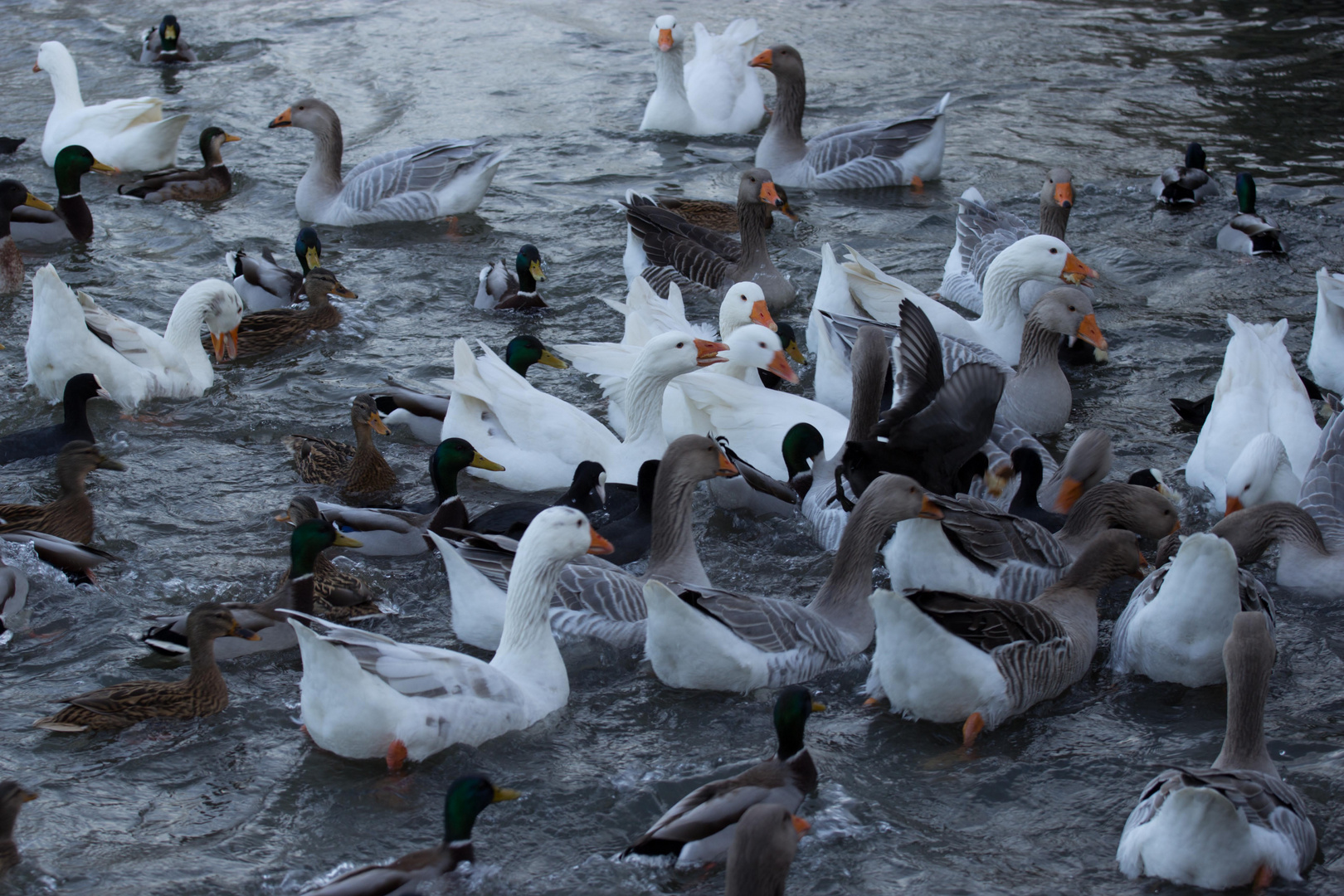 Obersee Bielefeld