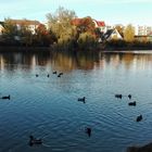 Obersee herbstlich III