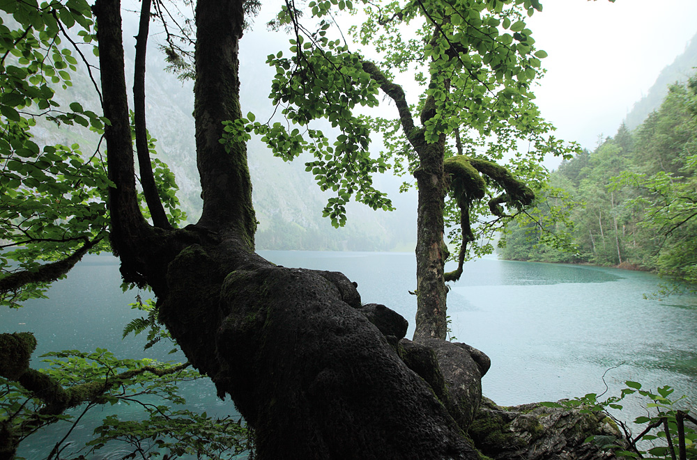 Obersee / Königssee