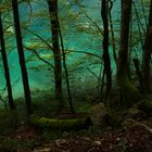 Obersee shore near Berchtesgaden