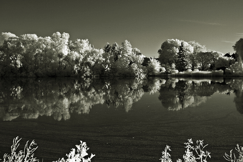 Obersee, Wasserspiegelungen