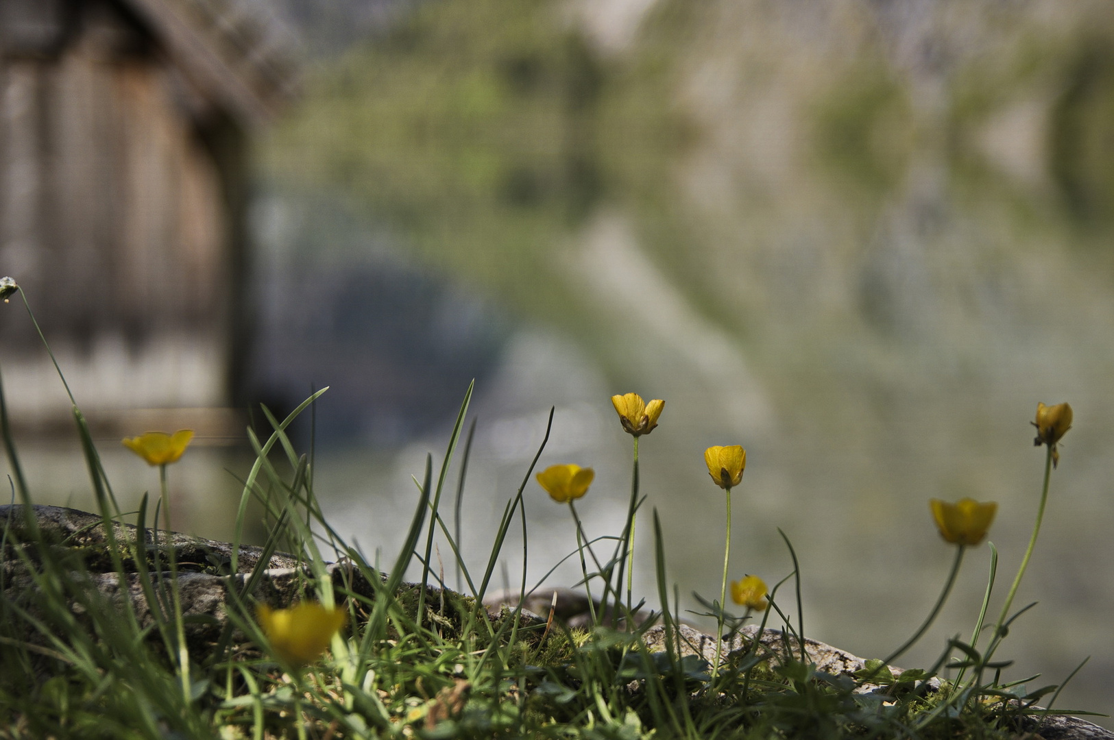 Obersee XII - Scharf oder Unscharf - eine Frage des Blickwinkels