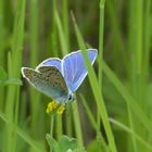 Oberseite Blau