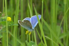 Oberseite Blau