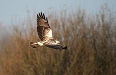 Oberseits recht "bunt"