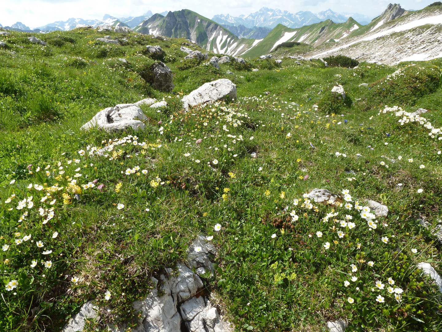 Oberstdorf im Juli , auf dem Weg zum Großen Daumen