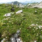 Oberstdorf im Juli , auf dem Weg zum Großen Daumen