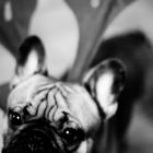 OBEY the French-Bulldog