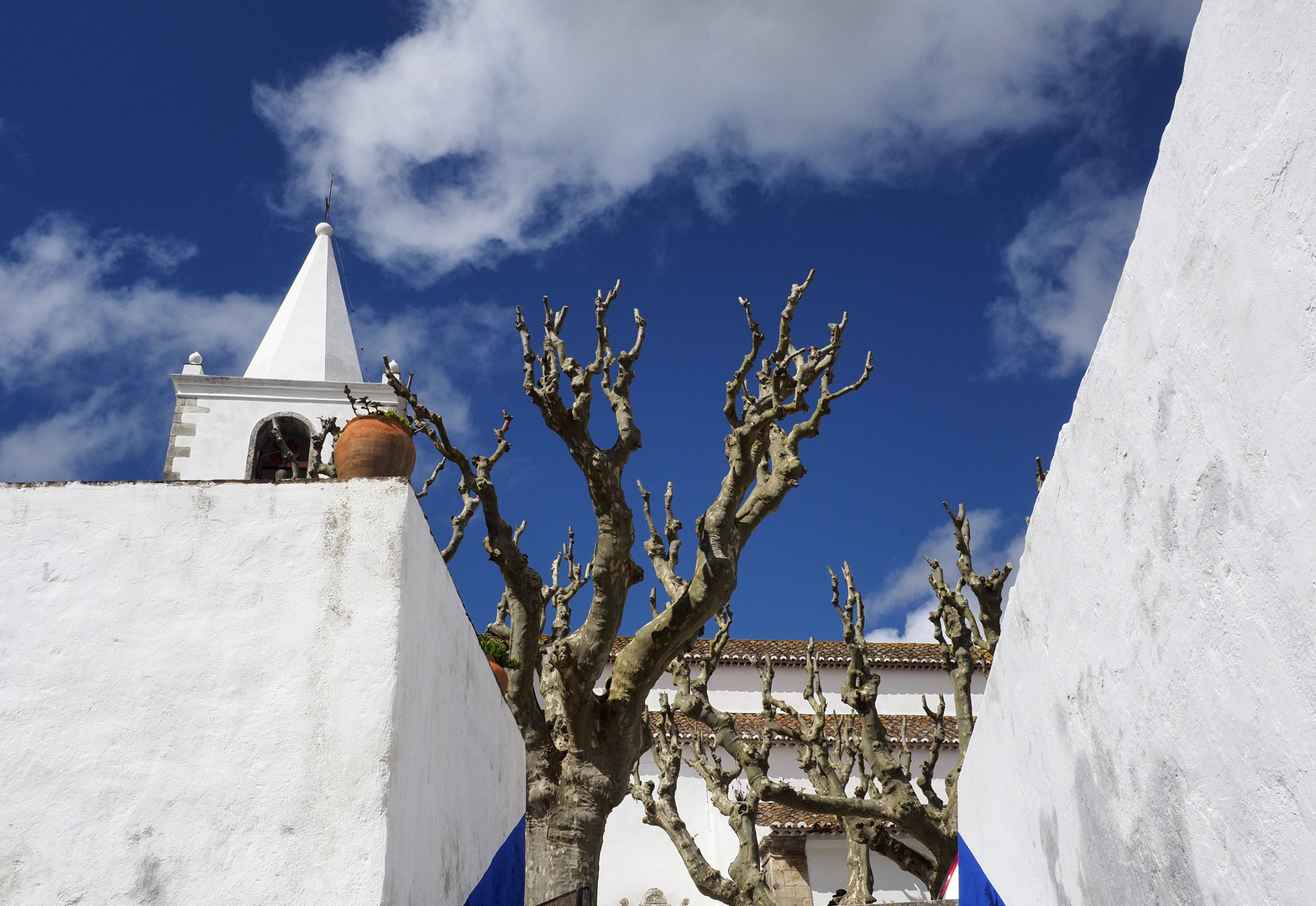 Obidos alter Baum mit Kirchturm