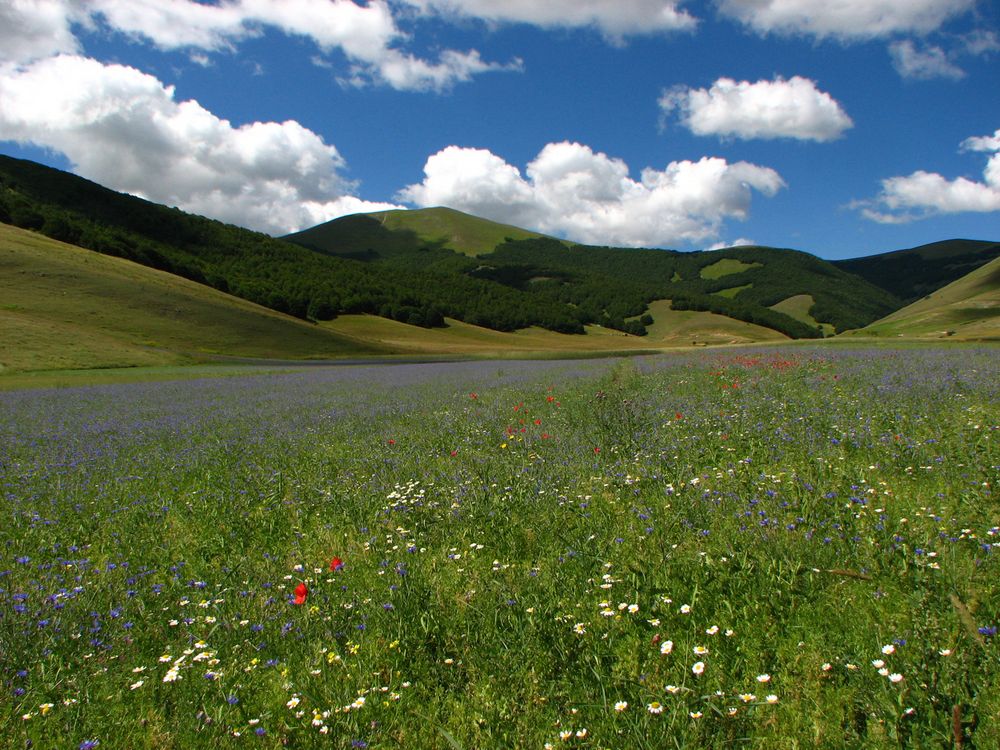 OBIETTIVO TERRA, UNINIZIATIVA A SALVAGUARDIA DELLAMBIENTE FIRMATA GUNA by visionedinsieme 