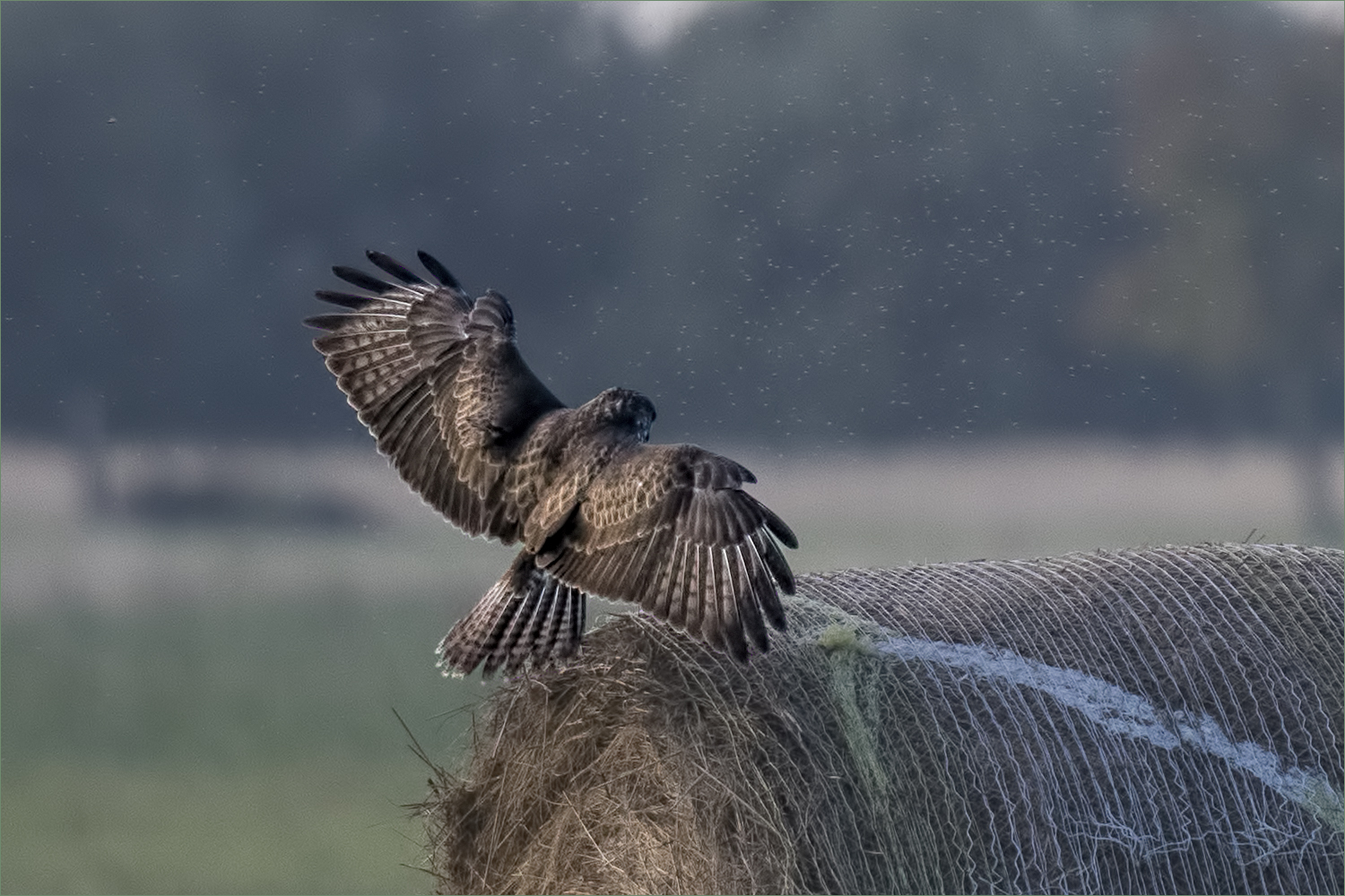 Objektivtest mit Bussard?