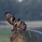 Objektivtest mit Bussard?