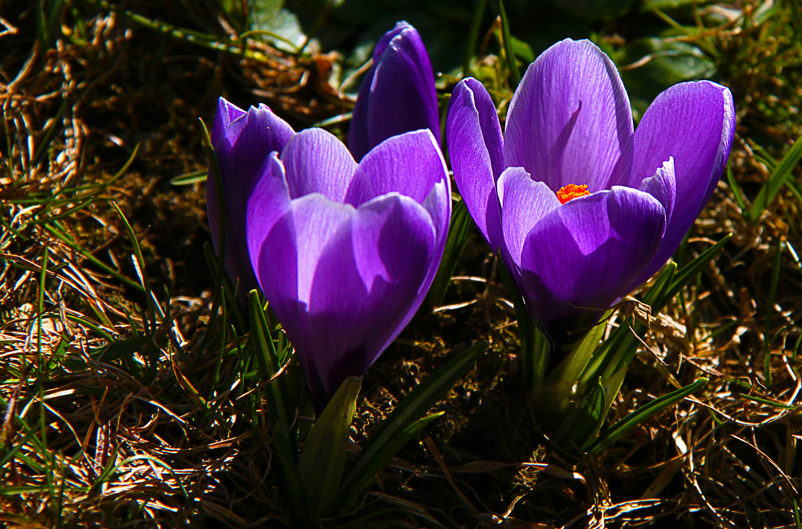 obligatorischer Frühlingsgruß