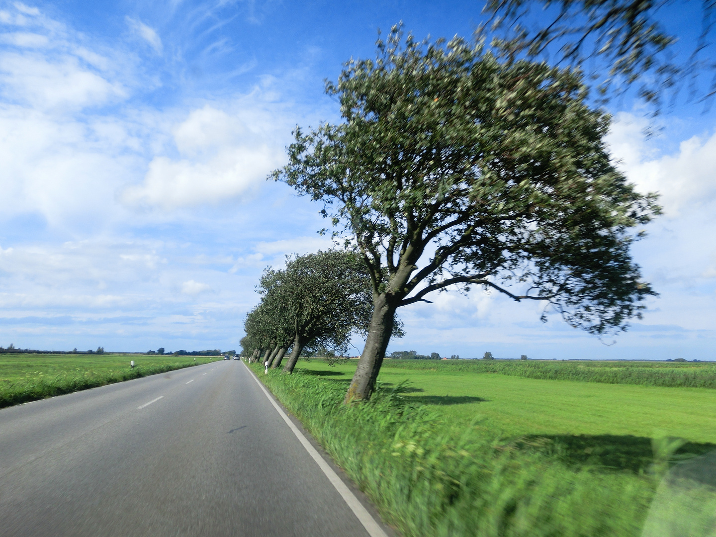 Oblique trees...