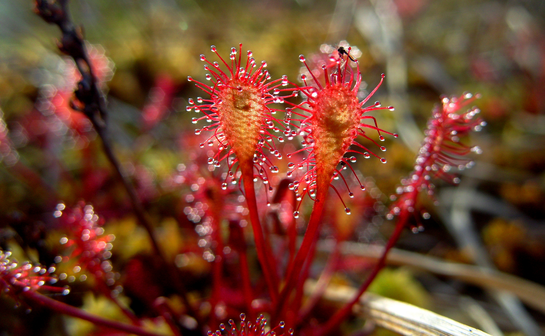 Oblong Leaf Sundew