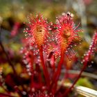 Oblong Leaf Sundew