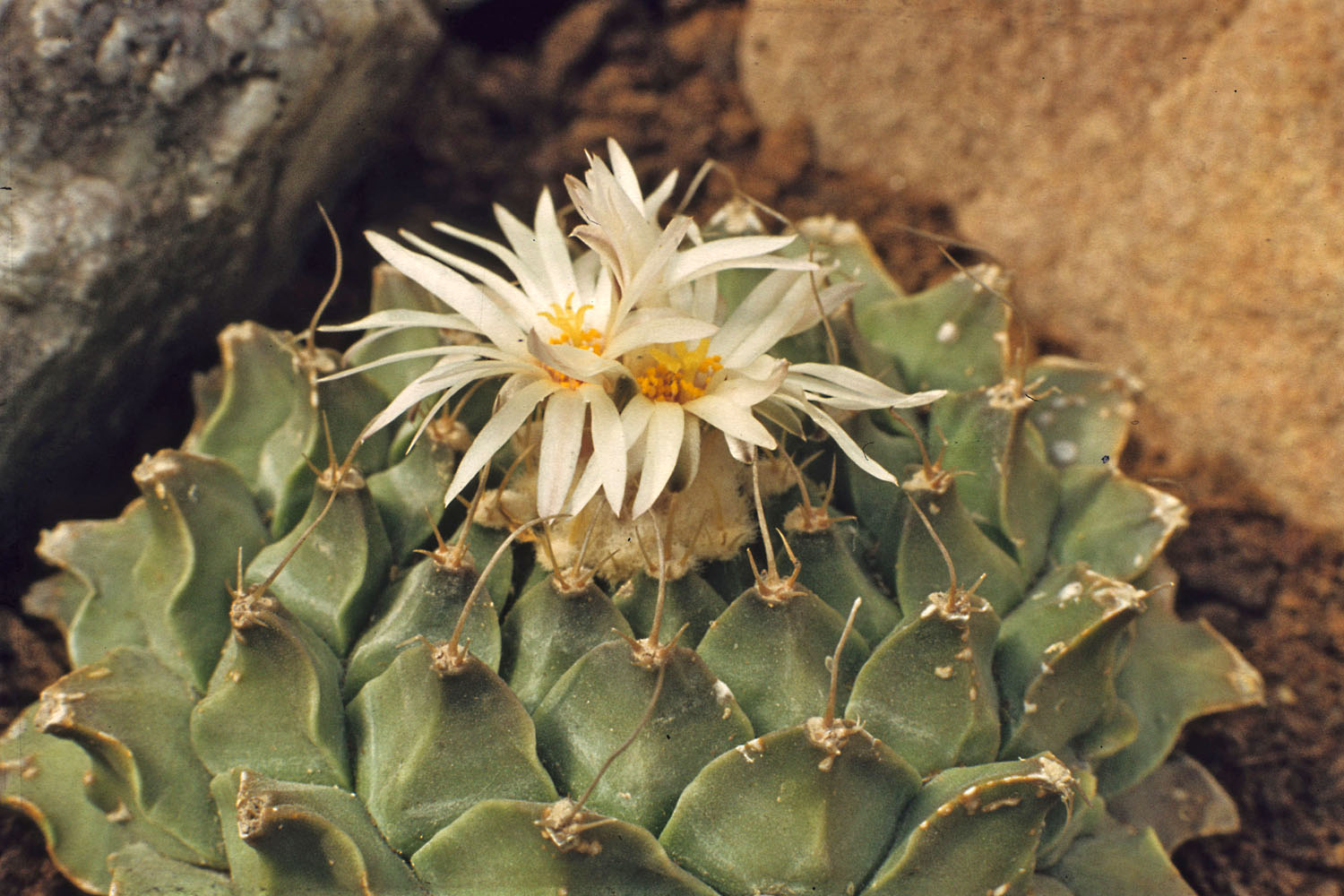 Obregonia denegrii