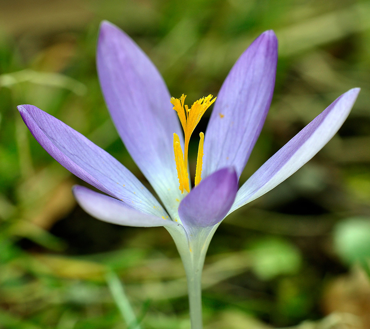 obs nun Frühling wird ?