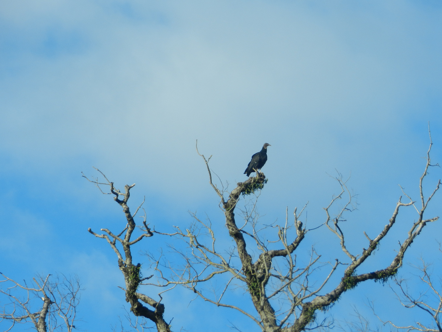 observador