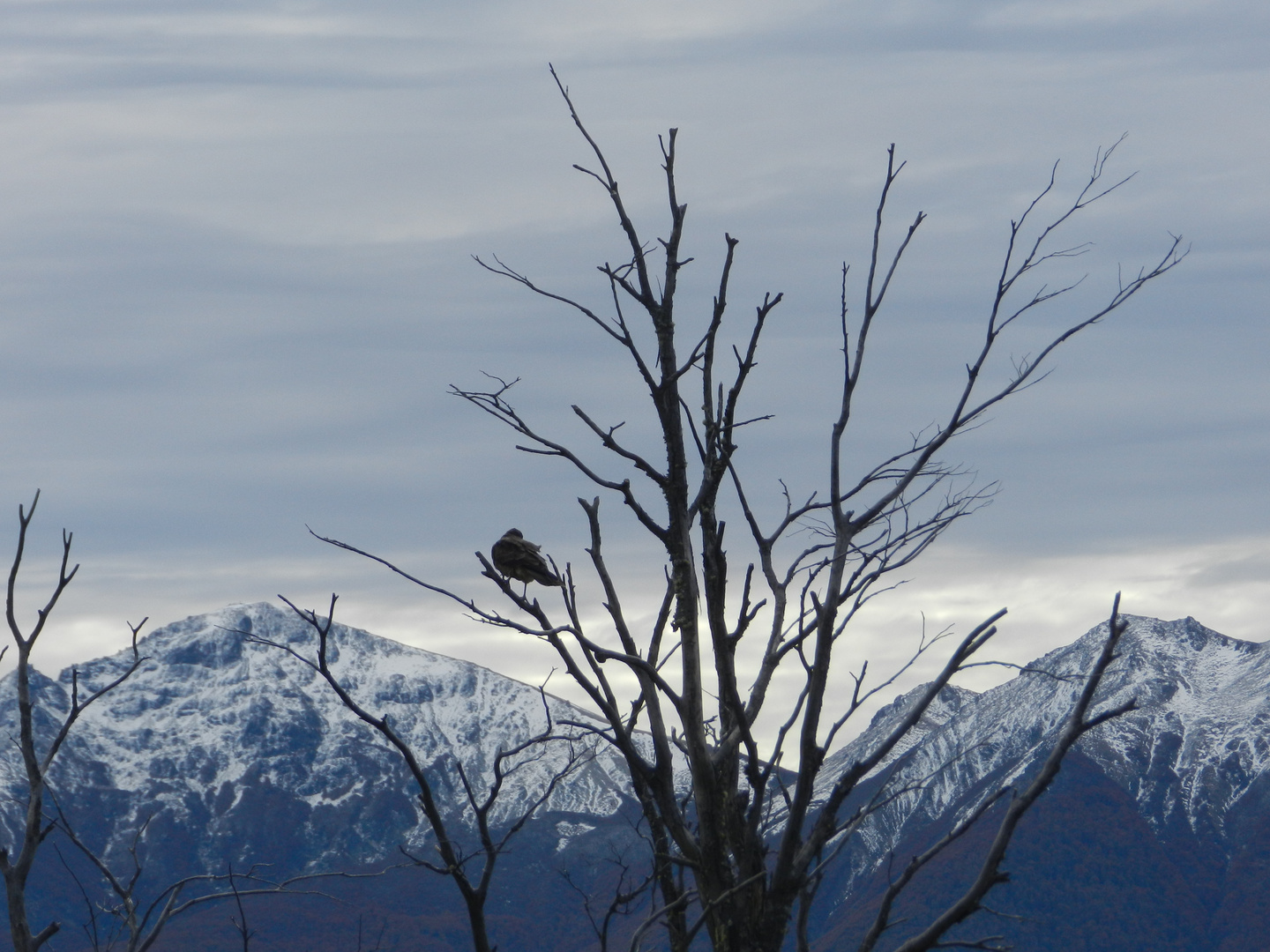 observador