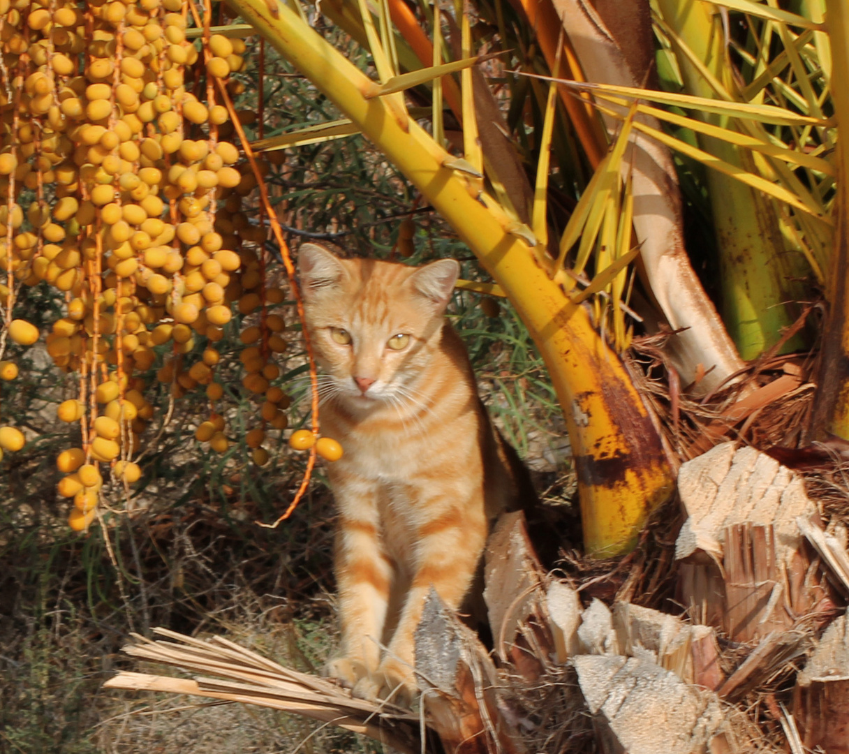 Observando