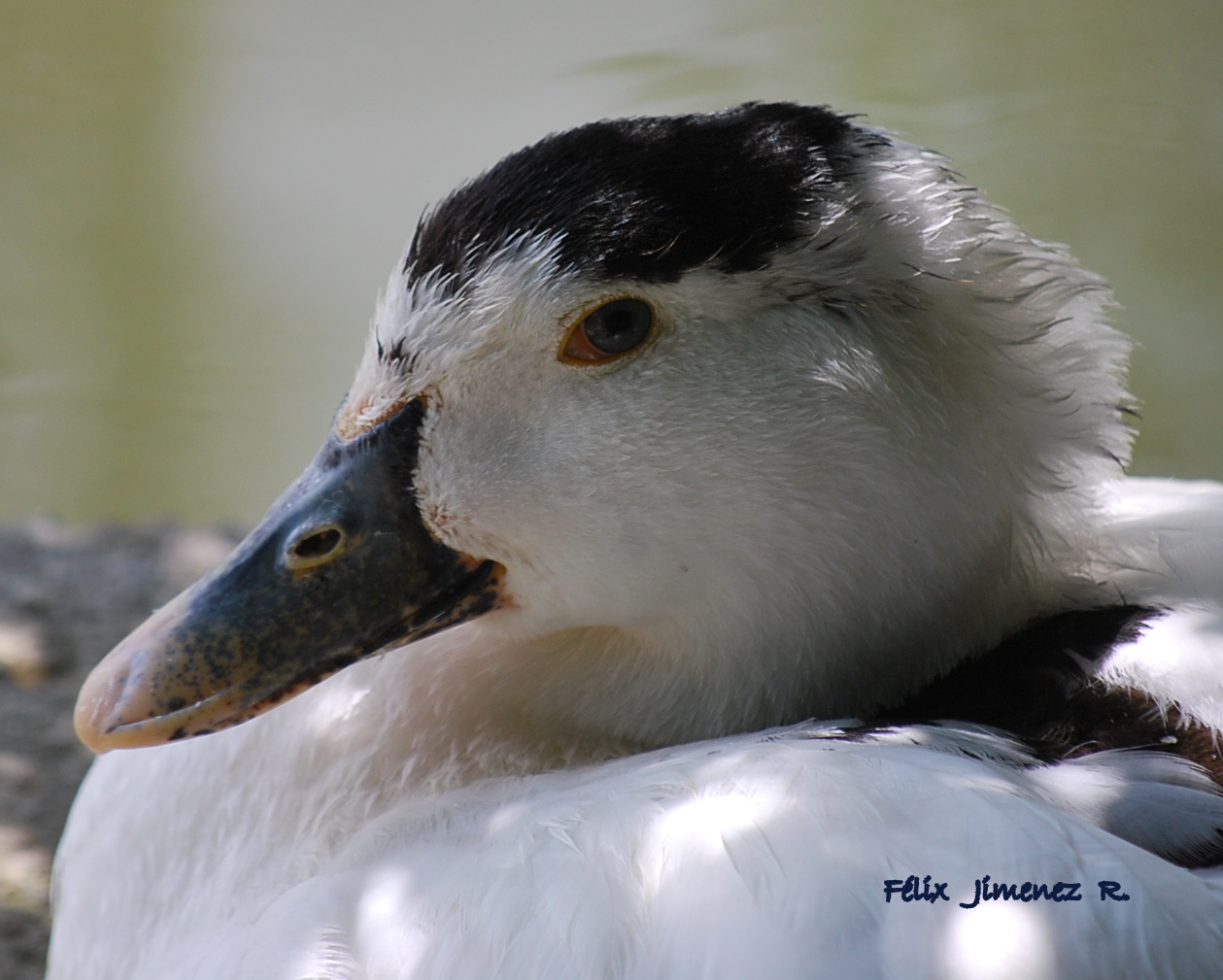 OBSERVANDO