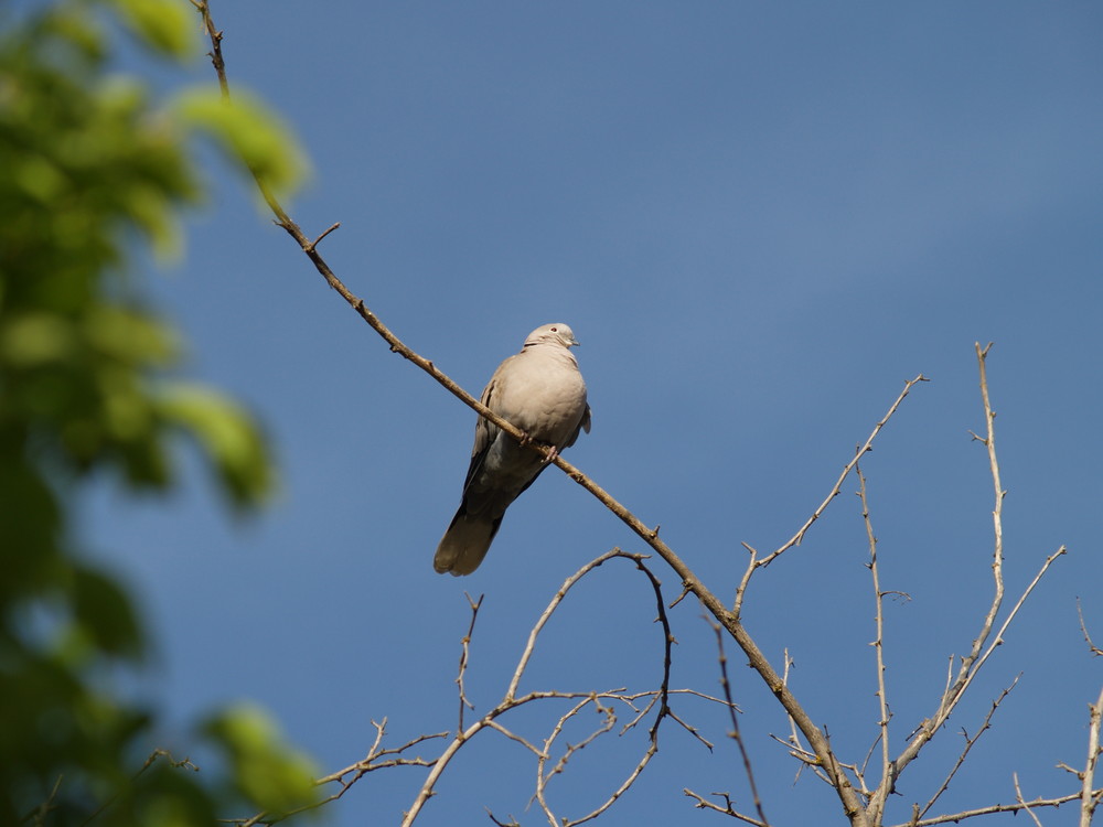 Observando