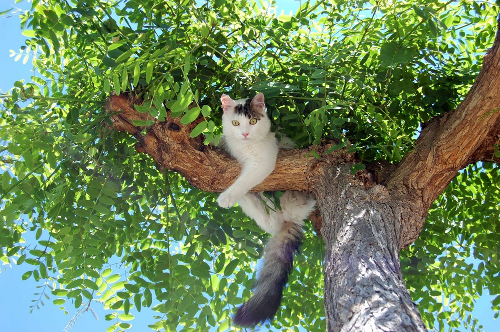 OBSERVANDO DESDE ARRIBA