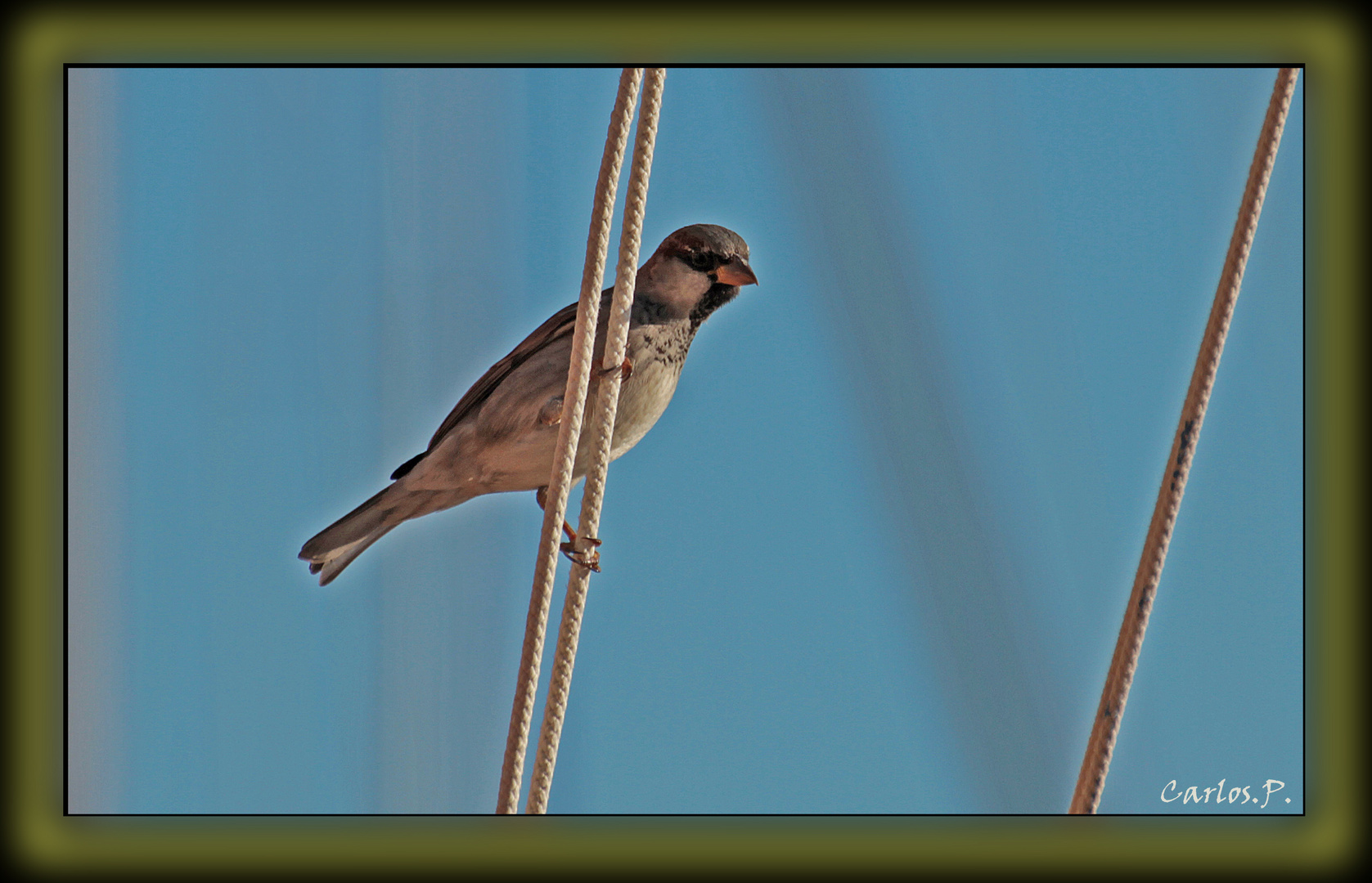 Observando....