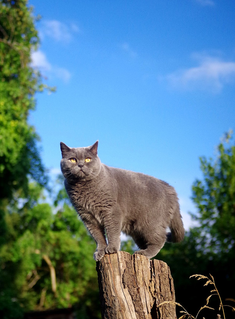 Observanter Kater