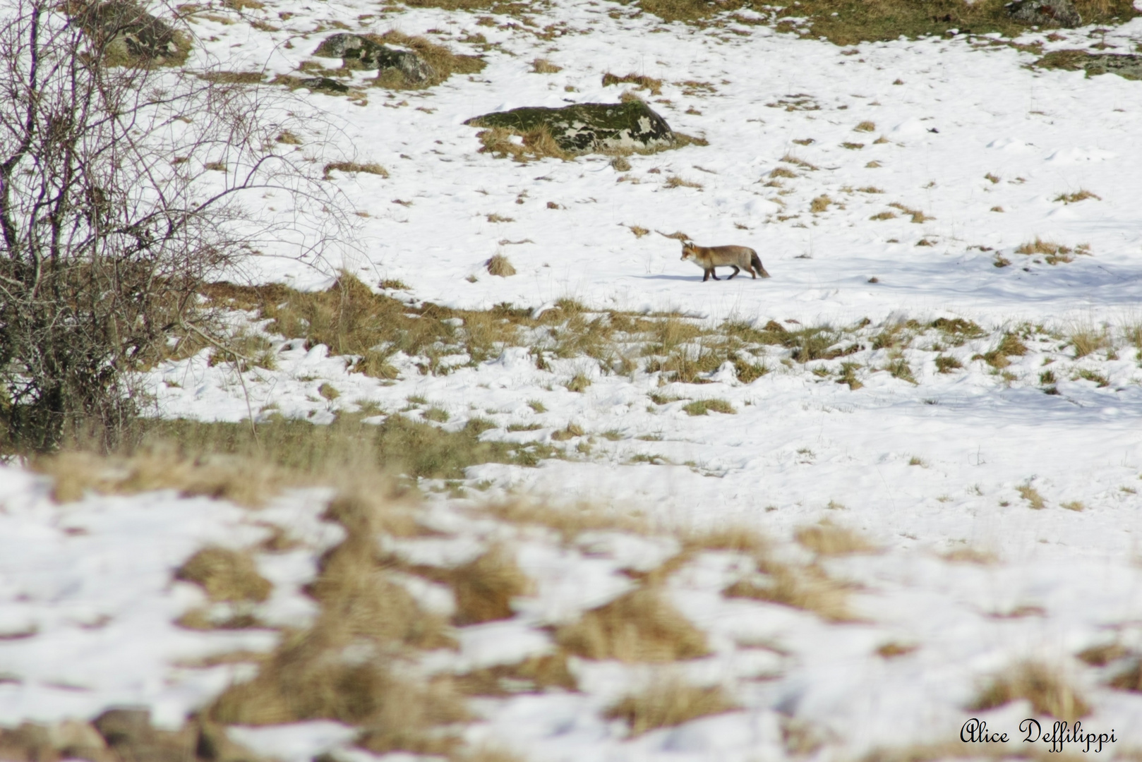 Observation de renard