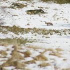 Observation de renard