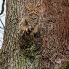OBSERVATION DESK: Oak tree serves wildcat to camouflage perfectly