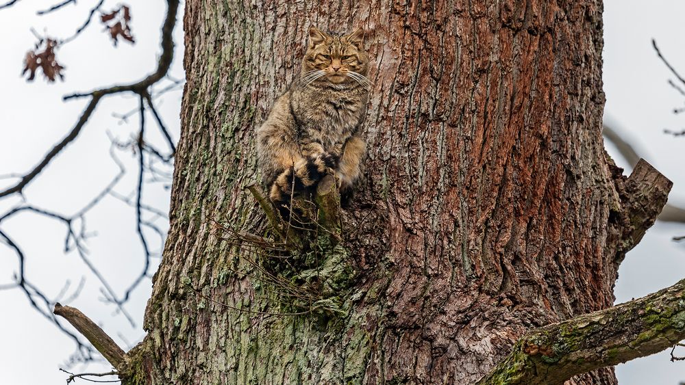 OBSERVATION DESK: Oak tree serves wildcat to camouflage perfectly