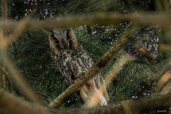 Observation mutuelle