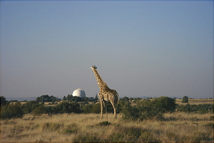 Observatorium + Giraffe