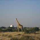 Observatorium + Giraffe