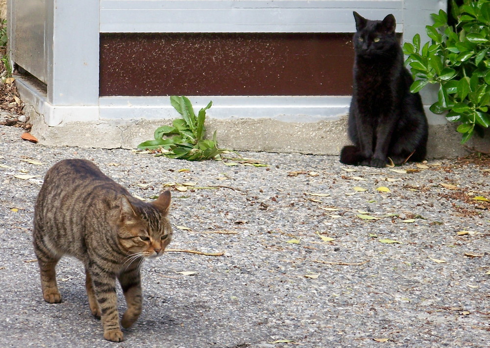 Observer (Le village des chats II)