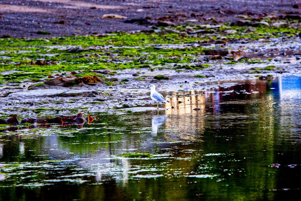 Observing Bird