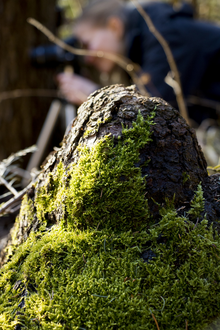 Observing Moss