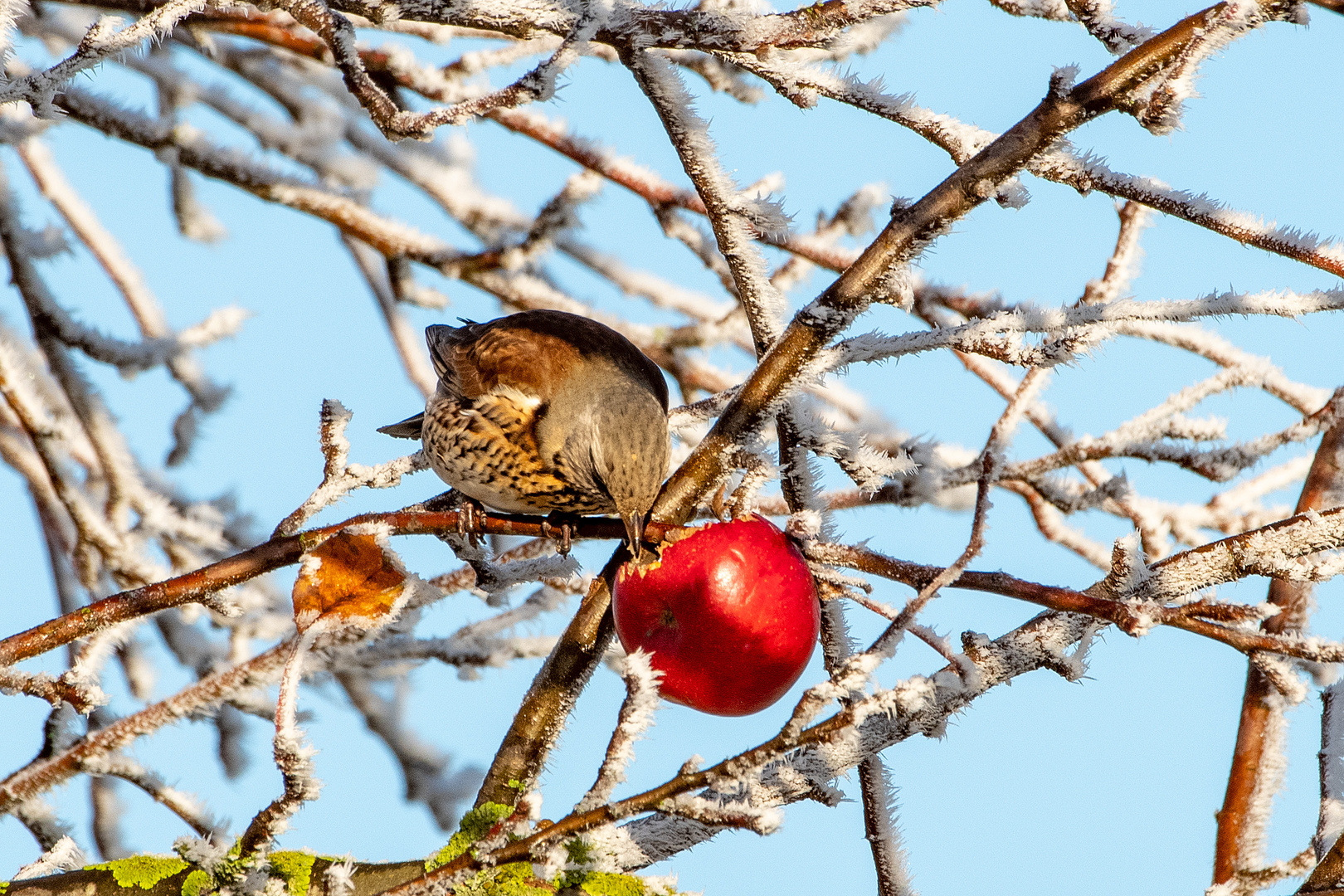 Obst...