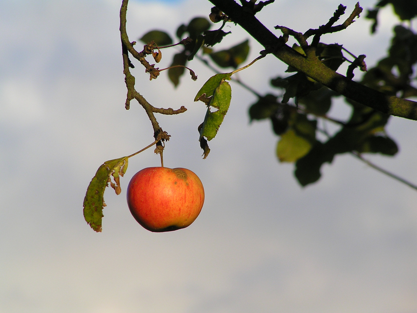 Obst aus deutschen Landen