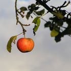 Obst aus deutschen Landen